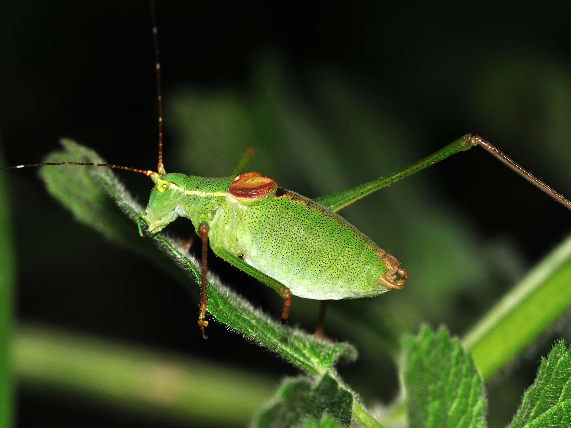 Leptophyes laticauda: prima segnalazione per il Lazio